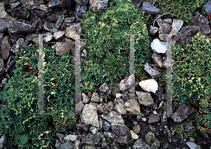 Picture of Saxifraga paniculata 