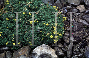 Picture of Draba rigida var. bryoides 