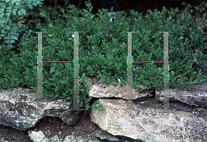 Picture of Salix myrsinites var. jacquiniana 