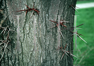 Picture of Gleditsia triacanthos 'Nana'