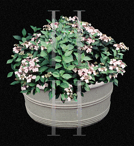Picture of Hydrangea macrophylla 'Lilacina'