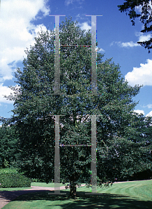 Picture of Nothofagus obliqua 