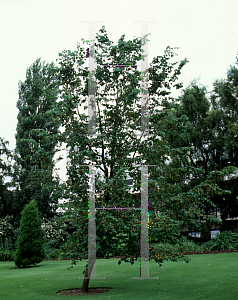 Picture of Ostrya carpinifolia 