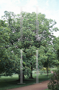 Picture of Pterocarya fraxinifolia 