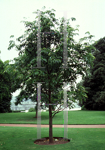 Picture of Pterocarya forrestii 