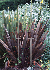 Picture of Phormium colensoi 