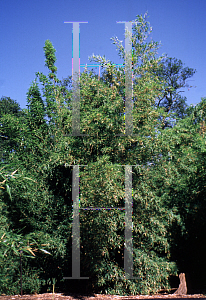 Picture of Phyllostachys nigra var. henonis 