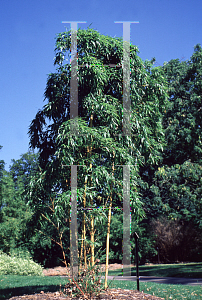 Picture of Phyllostachys vivax 'Aureocaulis'