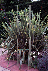 Picture of Phormium tenax 'Variegatum'