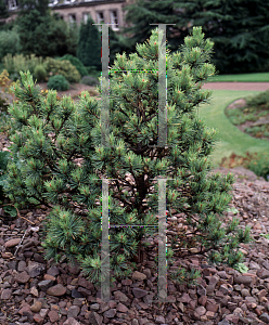 Picture of Pinus sylvestris 'Viridis Compacta'