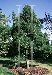 Picture of Phillyrea latifolia 