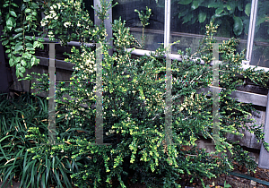 Picture of Myrceugenia ovata var. nannophylla 