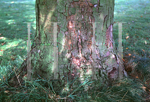 Picture of Nothofagus obliqua 