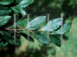 Picture of Nothofagus obliqua 