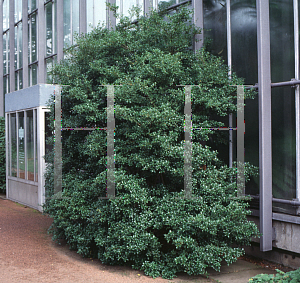 Picture of Osmanthus x burkwoodii 