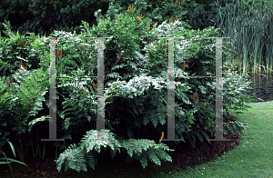 Picture of Osmunda regalis 