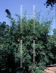 Picture of Phyllostachys bissettii 