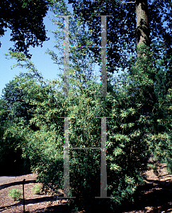 Picture of Phyllostachys nigra var. henonis 