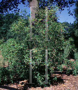 Picture of Phyllostachys nigra 'Boryana'