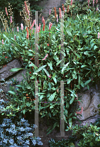 Picture of Polygonum affine 