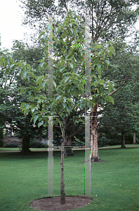 Picture of Populus lasiocarpa 