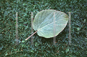 Picture of Populus lasiocarpa 