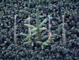 Picture of Picea mariana 'Pygmaea'