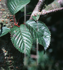 Picture of Prunus x hillieri 'Spire'