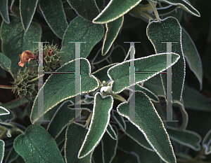 Picture of Phlomis leucophracta 