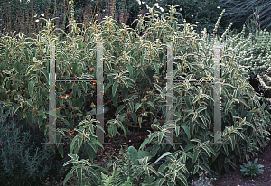 Picture of Phlomis leucophracta 