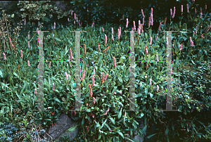 Picture of Polygonum affine 