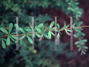 Picture of Polygonatum fuscum 