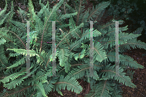 Picture of Polystichum setiferum 