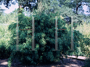 Picture of Phyllostachys mannii 