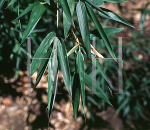 Picture of Phyllostachys bissettii 