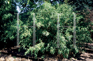 Picture of Phyllostachys flexuosa 