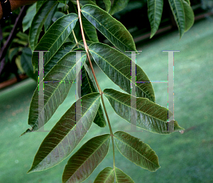 Picture of Pterocarya forrestii 