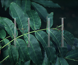 Picture of Pterocarya fraxinifolia 