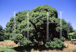 Picture of Pistacia chinensis 