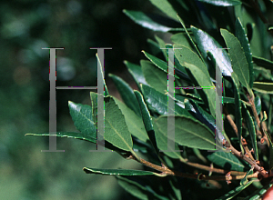 Picture of Phillyrea latifolia 
