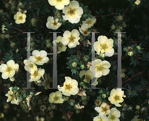 Picture of Potentilla fruticosa 'Primrose Beauty'