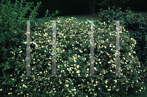 Picture of Potentilla fruticosa 'Primrose Beauty'