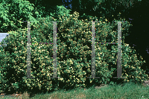 Picture of Potentilla fruticosa 'Friedrichsenii'