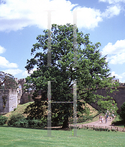 Picture of Quercus robur 