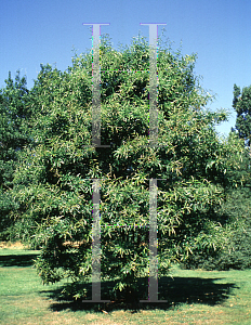 Picture of Quercus nigra 