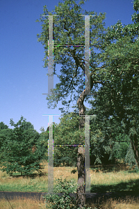 Picture of Quercus robur 'Filicifolia'