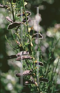 Picture of Cytisus scoparius 