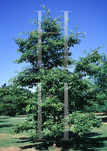 Picture of Quercus variabilis 