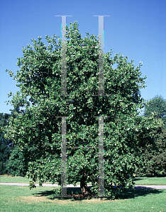 Picture of Quercus ithaburensis 