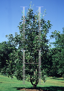 Picture of Quercus ithaburensis ssp. macrolepis 